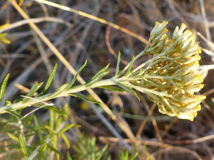 Helichrysum kraussii