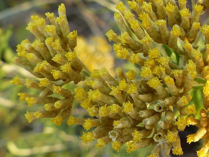 Helichrysum kraussii