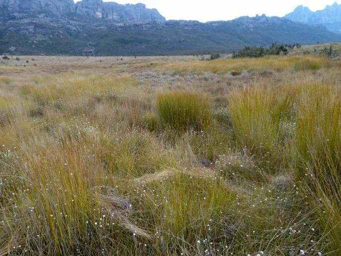 Helichrysum lavanduloides