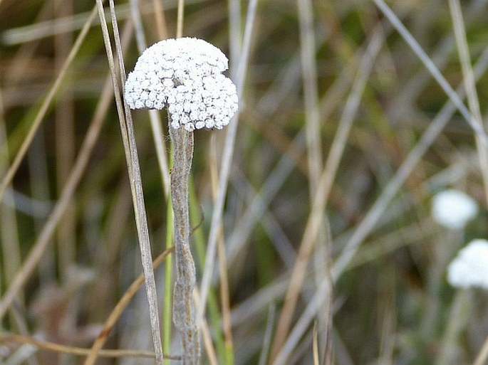 Helichrysum lavanduloides