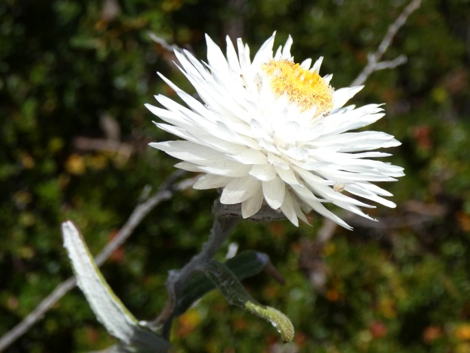 Helichrysum leucopsideum