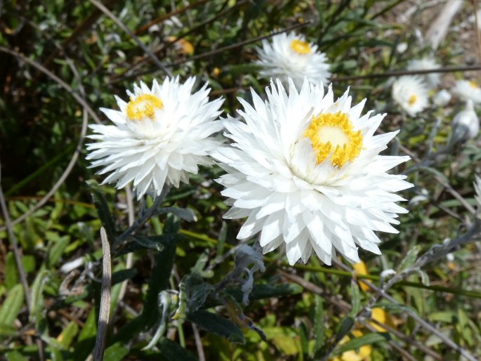 Helichrysum leucopsideum