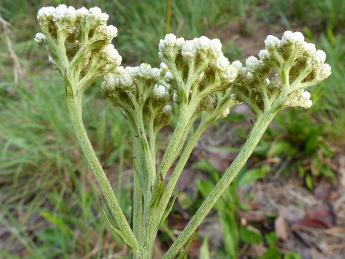 Helichrysum nudifolium