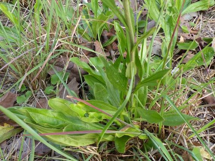 Helichrysum nudifolium