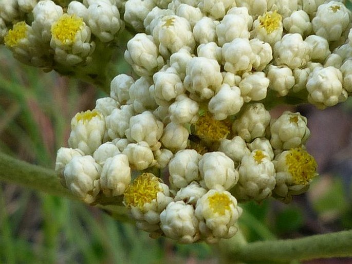 Helichrysum nudifolium