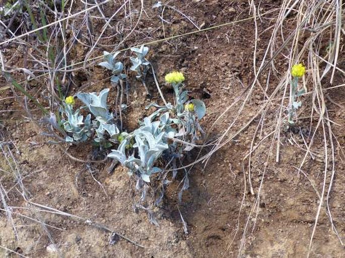 Helichrysum oreophilum