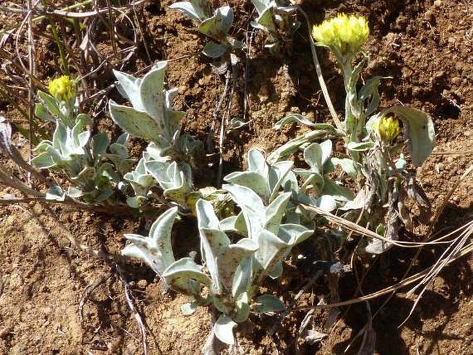 Helichrysum oreophilum