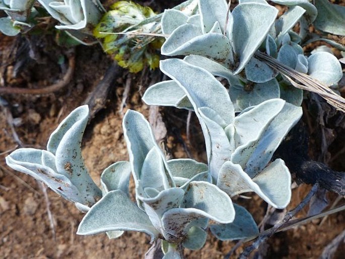 Helichrysum oreophilum