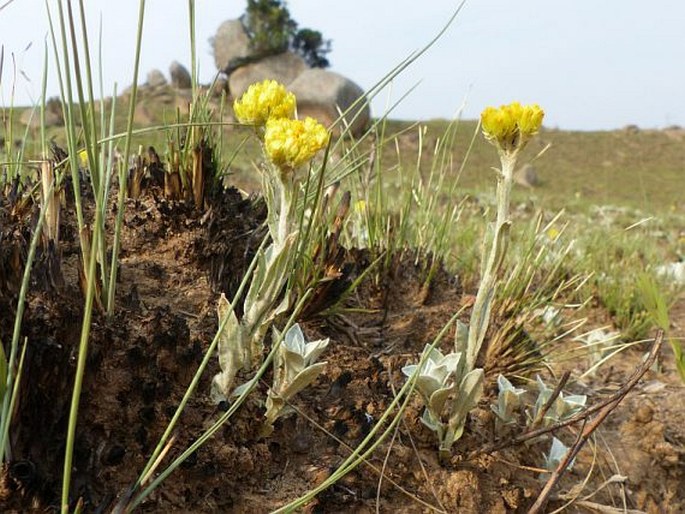 Helichrysum oreophilum