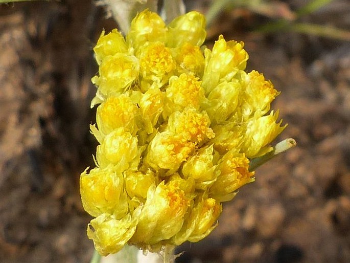 Helichrysum oreophilum