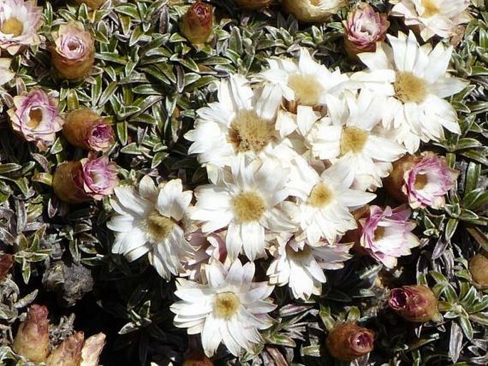 Helichrysum praecurrens