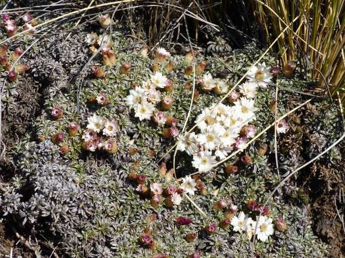 Helichrysum praecurrens