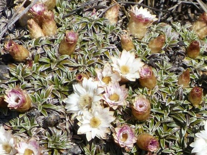 HELICHRYSUM PRAECURRENS Hilliard – smil / slamiha