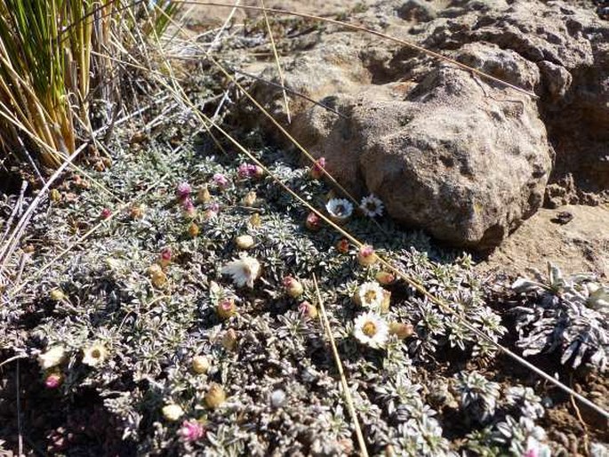 Helichrysum praecurrens