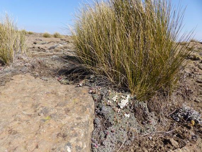 Helichrysum praecurrens