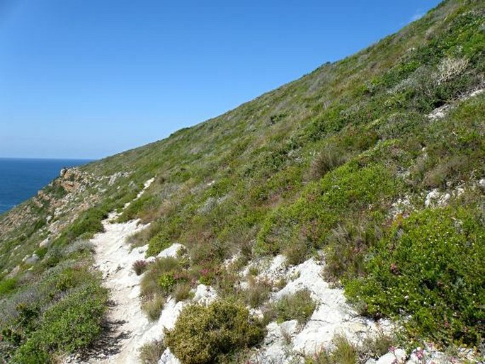 Helichrysum teretifolium