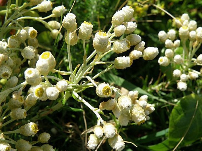 Helichrysum teretifolium