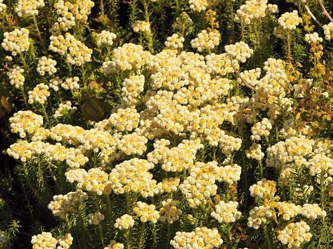 Helichrysum teretifolium