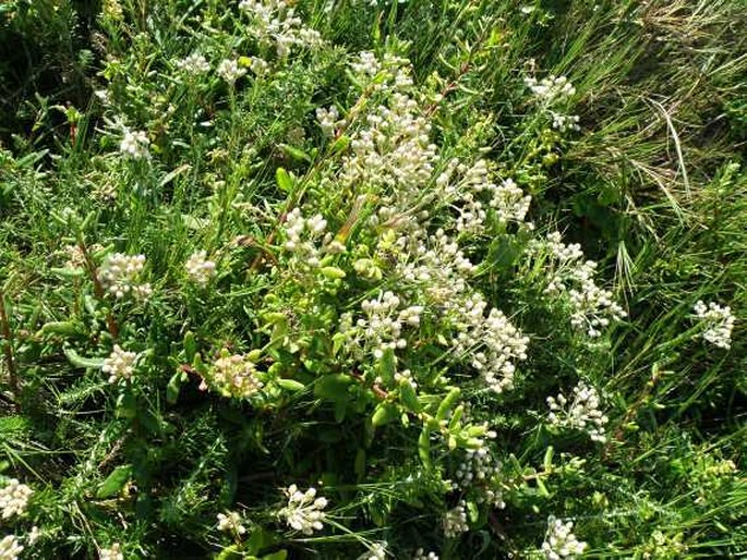 Helichrysum teretifolium