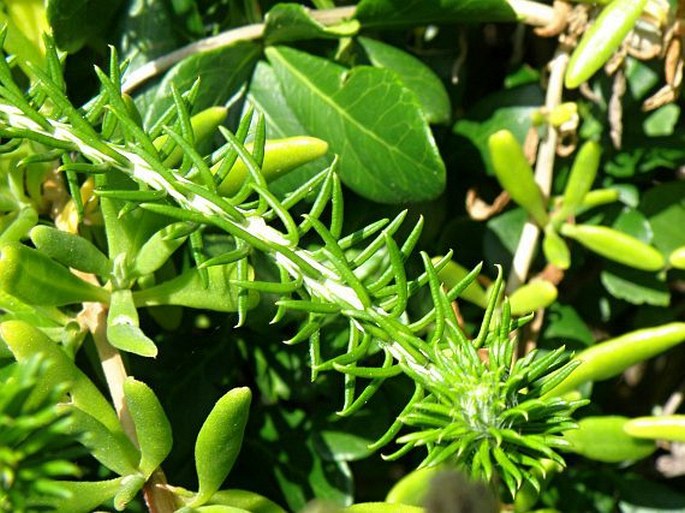 Helichrysum teretifolium