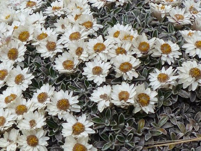 Helichrysum sessilioides