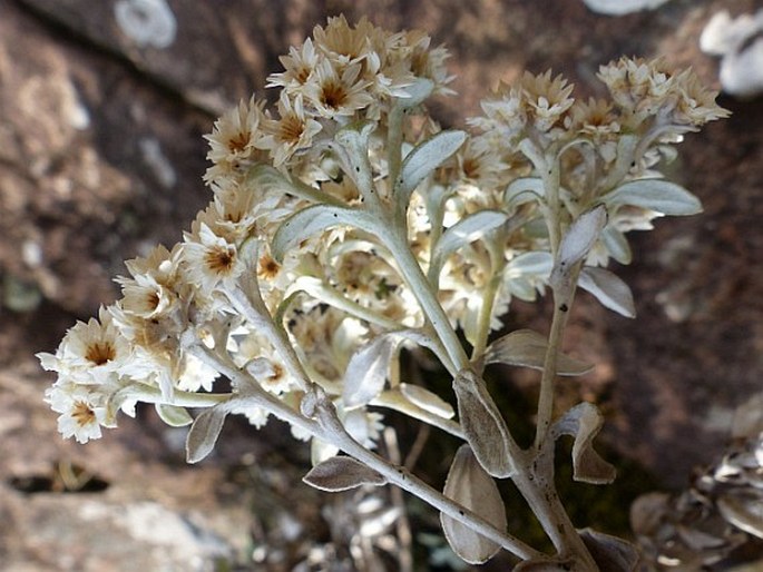 Helichrysum sutherlandii