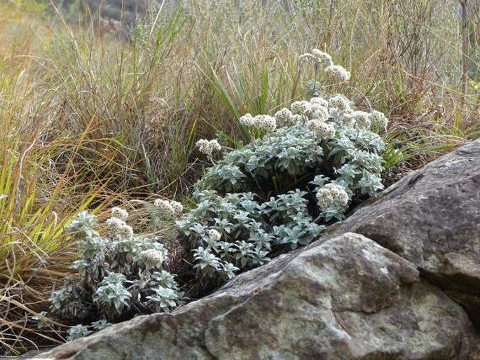 Helichrysum sutherlandii