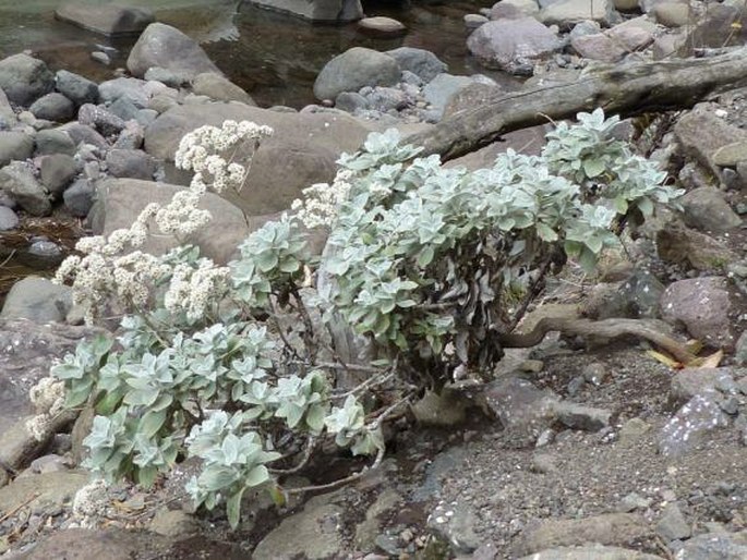 Helichrysum sutherlandii