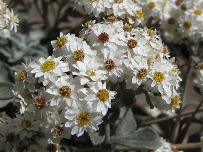 Helichrysum sutherlandii