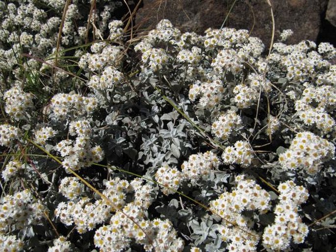 HELICHRYSUM SUTHERLANDII Harv. – smil / slamiha