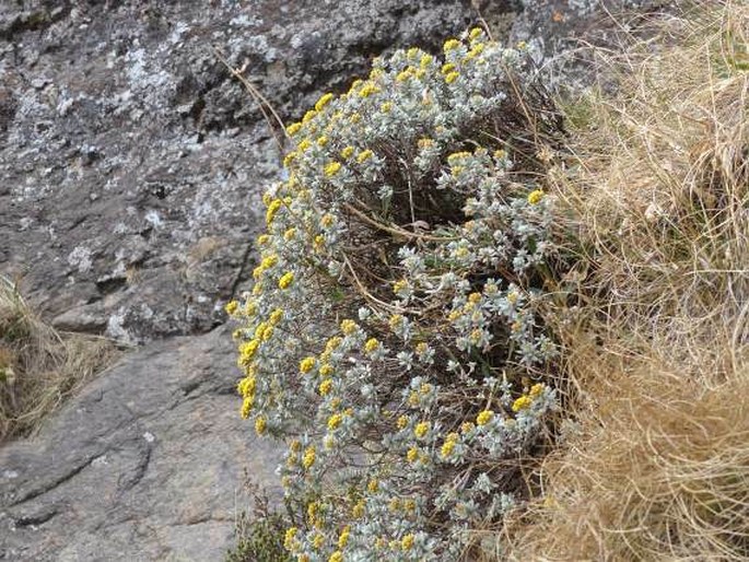 Helichrysum trilineatum