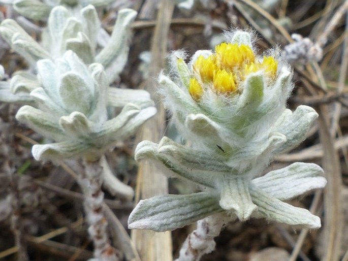 Helichrysum trilineatum