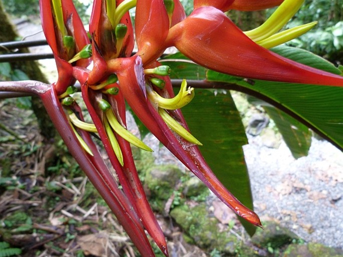 Heliconia lankesteri