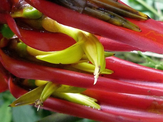 Heliconia lankesteri