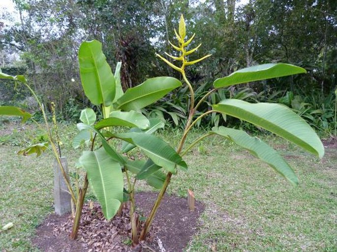 Heliconia lingulata