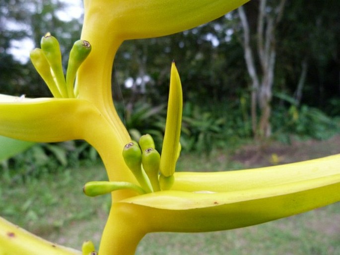 Heliconia lingulata