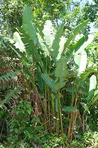 Heliconia mariae