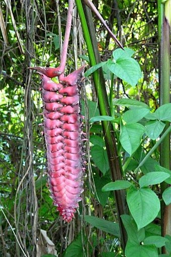 Heliconia mariae