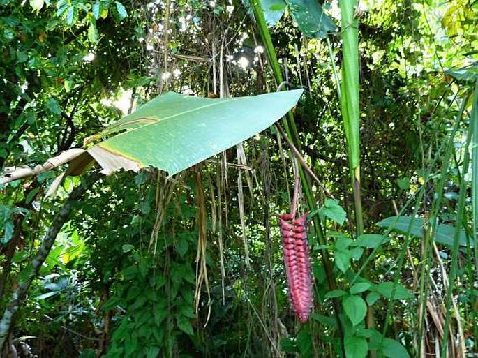 Heliconia mariae