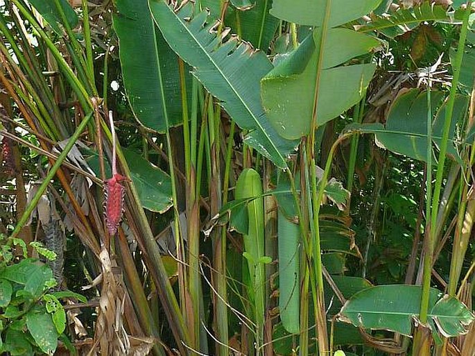 Heliconia mariae