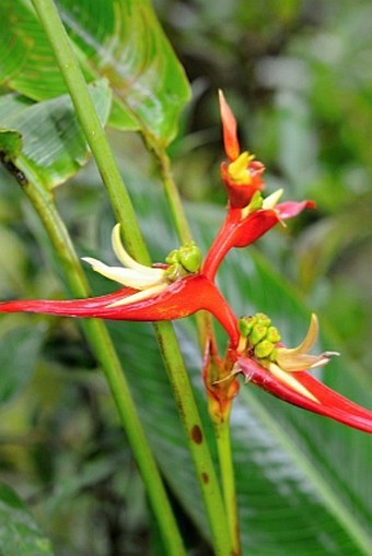 Heliconia monteverdensis