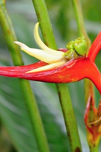 Heliconia monteverdensis