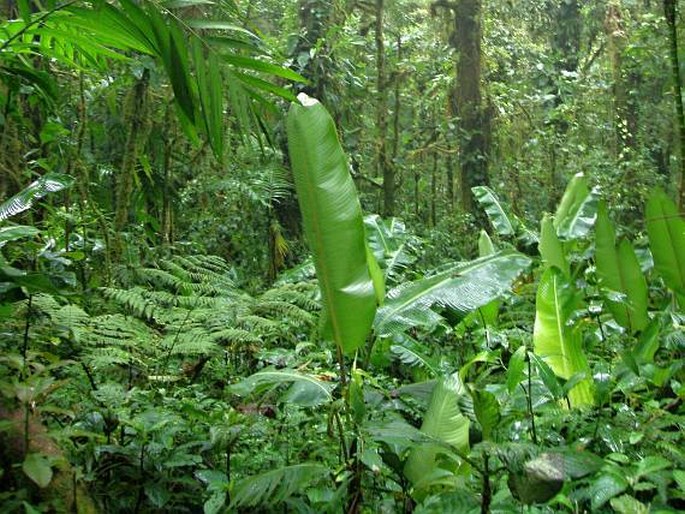 Heliconia monteverdensis