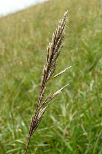 Helictochloa planiculmis