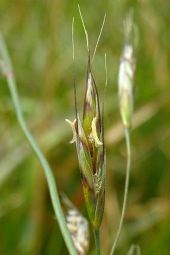 Helictochloa planiculmis