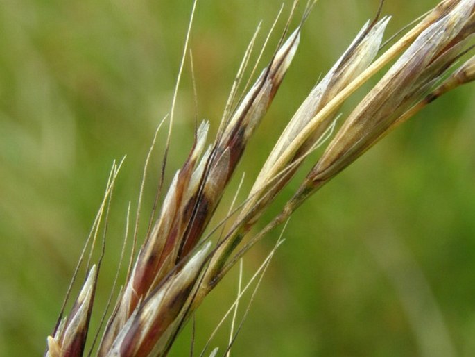 Helictochloa planiculmis