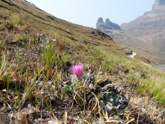 Helichrysum ecklonis