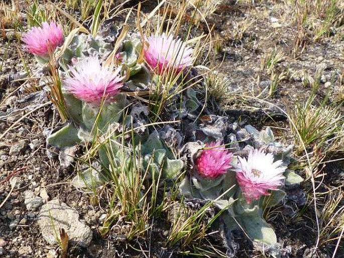 Helichrysum ecklonis