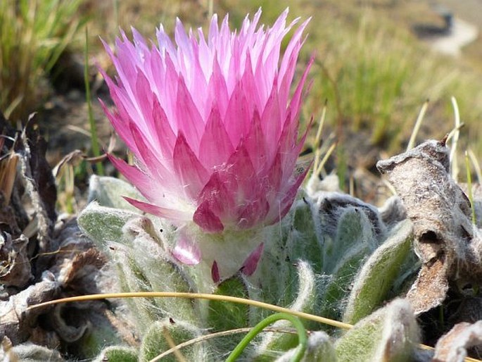 Helichrysum ecklonis