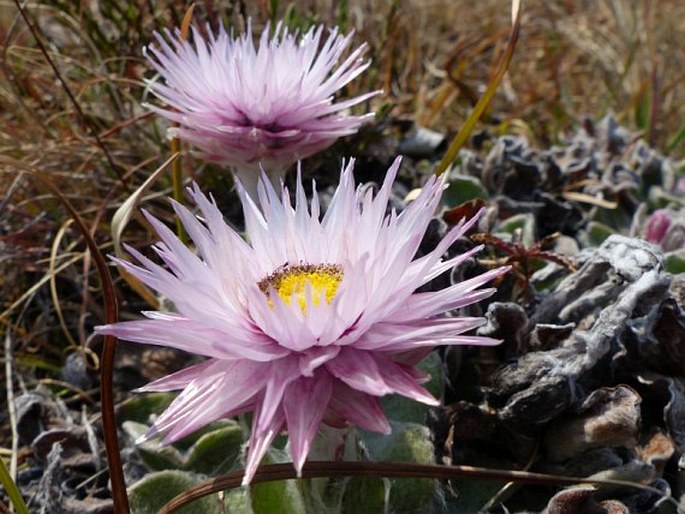 Helichrysum ecklonis